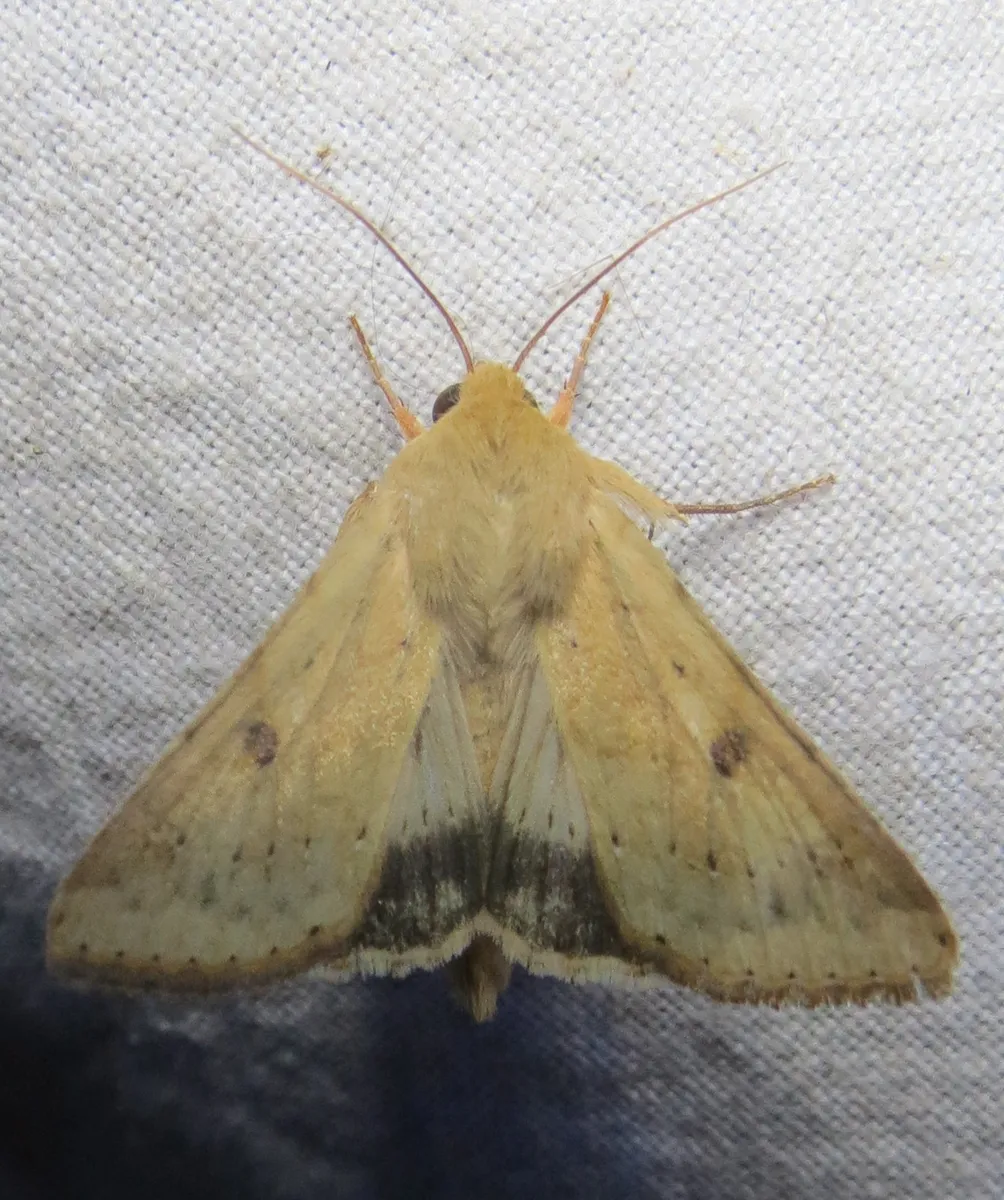 Corn Earworm Moth - photo 3