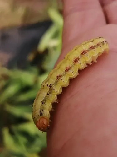 Corn Earworm Moth - photo 4