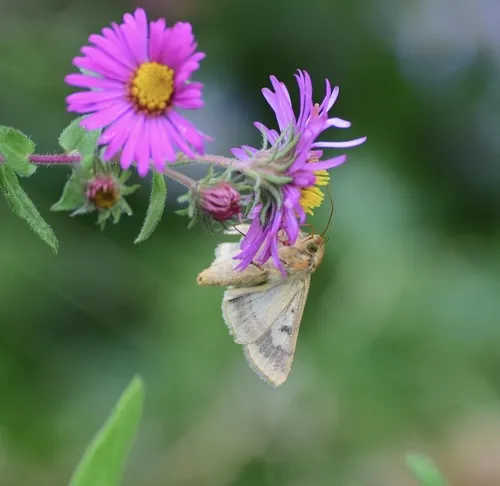 Corn Earworm Moth - photo 5