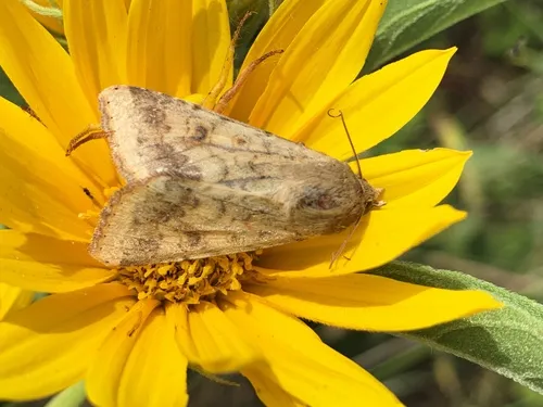 Corn Earworm Moth - photo 6