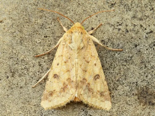 Corn Earworm Moth - photo 7