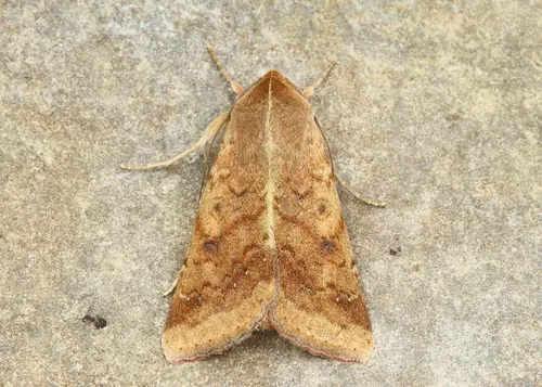 Corn Earworm Moth - photo 8