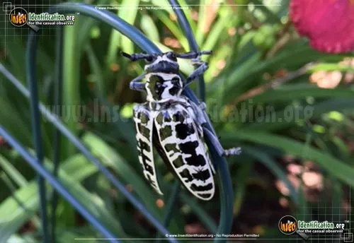 Cottonwood Borer Beetle - photo 2