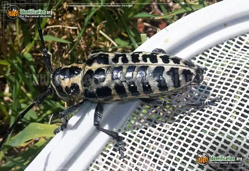 Cottonwood Borer Beetle - photo 4