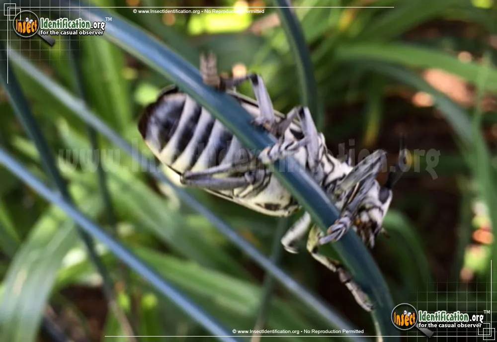 Cottonwood Borer Beetle - photo 5