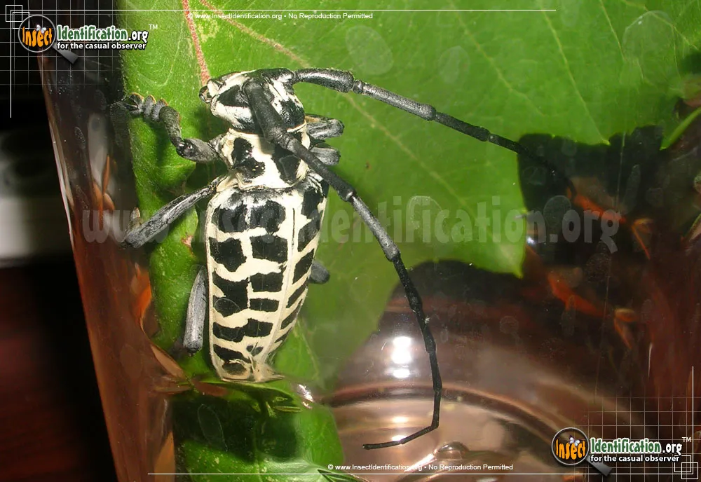 Cottonwood Borer Beetle - photo 7