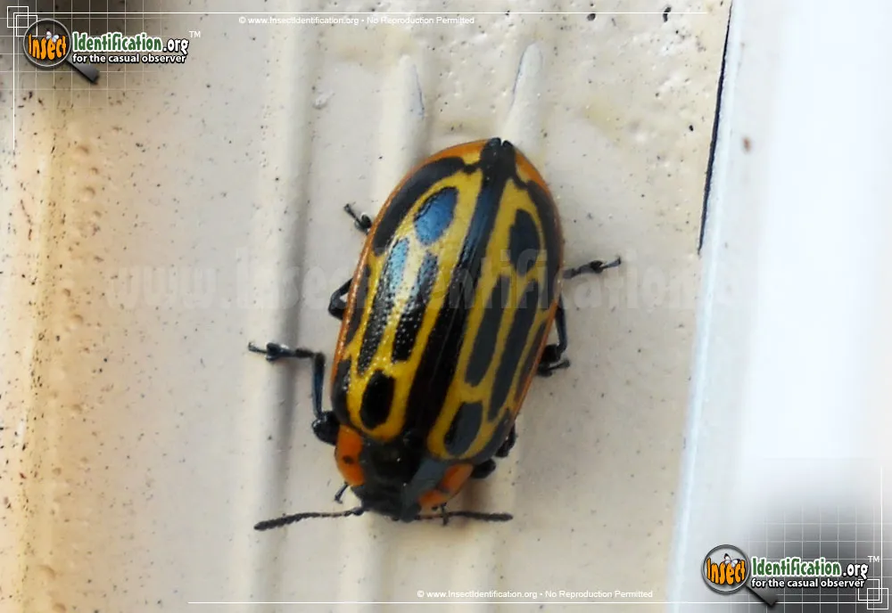 Cottonwood Leaf Beetle