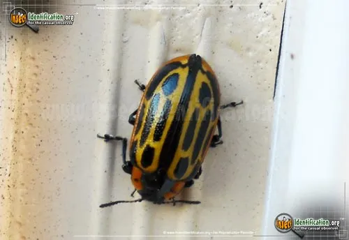 Cottonwood Leaf Beetle - photo 2