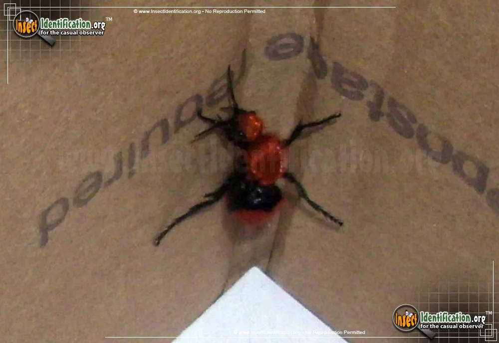 Cow Killer - photo 6