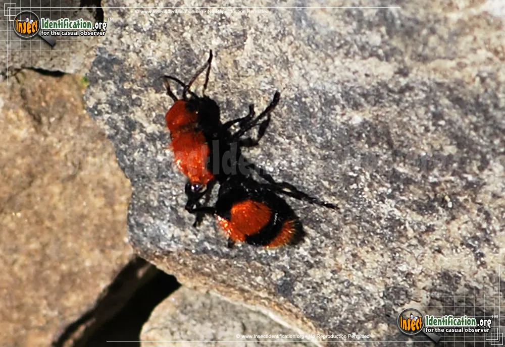 Cow Killer - photo 7