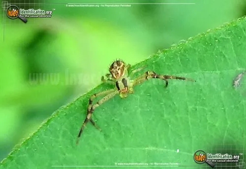 Crab Spider - photo 2