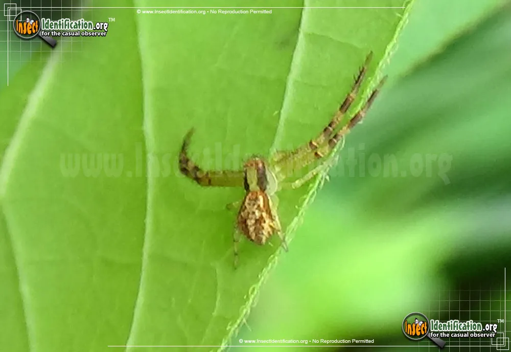 Crab Spider - photo 3