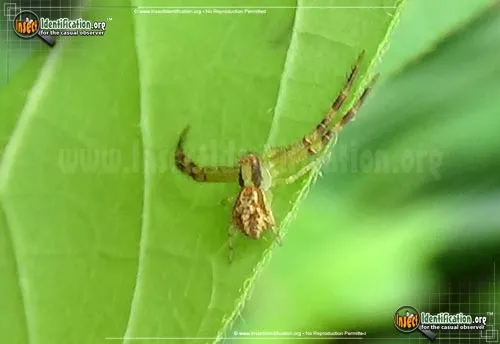 Crab Spider - photo 4