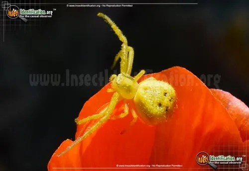 Crab Spider - photo 2