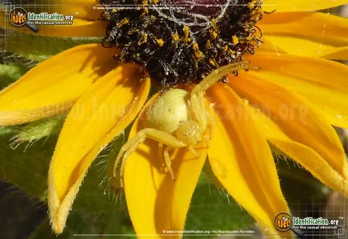 Crab Spider - photo 4