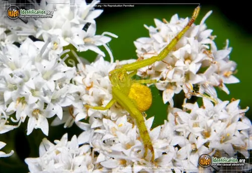 Crab Spider - photo 6