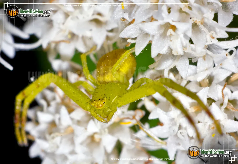 Crab Spider - photo 7