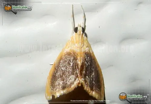 Crambid Snout Moth - photo 2