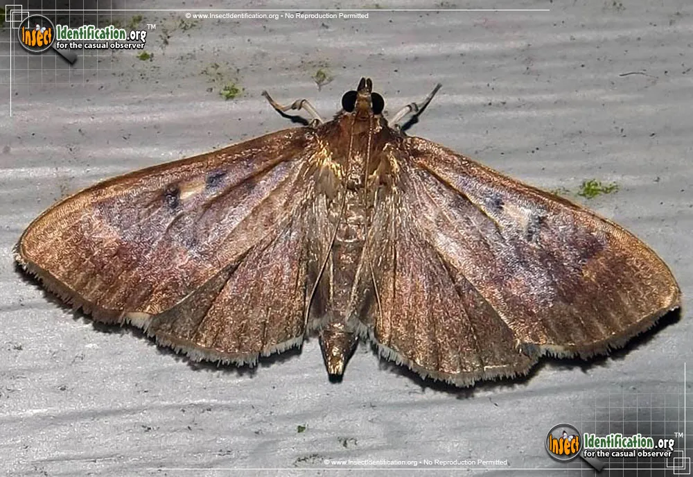 Crambid Snout Moth - Herpetogramma sphingealis