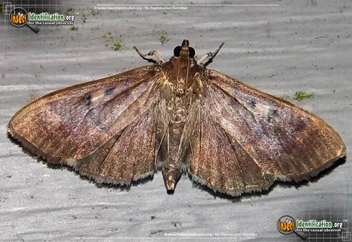 Crambid Snout Moth - photo 2
