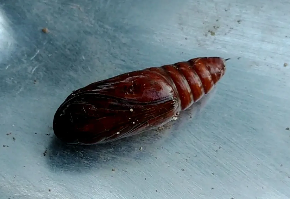 Crambid Snout Moth - photo 3