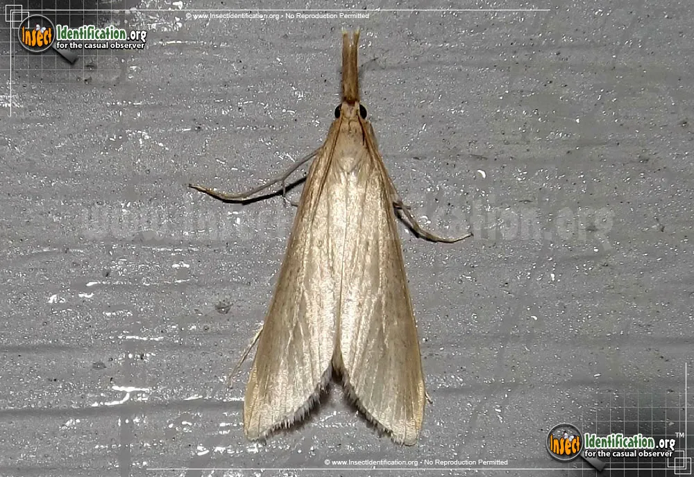 Crambid Snout Moth - photo 5