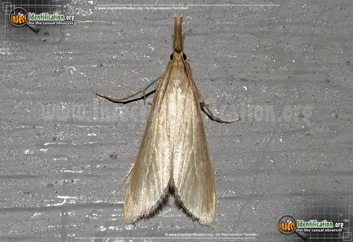 Crambid Snout Moth - photo 6