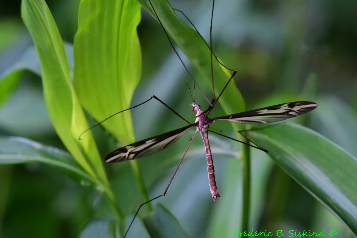 Crane Fly -Tipula furca - photo 3