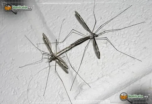 Crane Fly -Tipula furca - photo 4