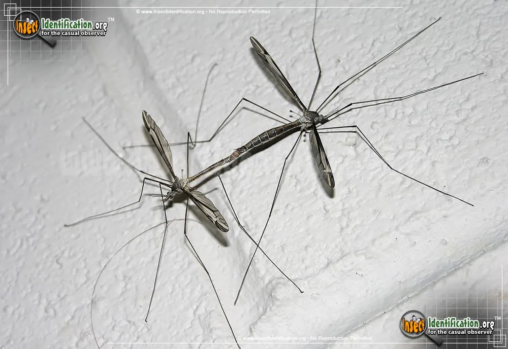 Crane Fly -Tipula furca - photo 5