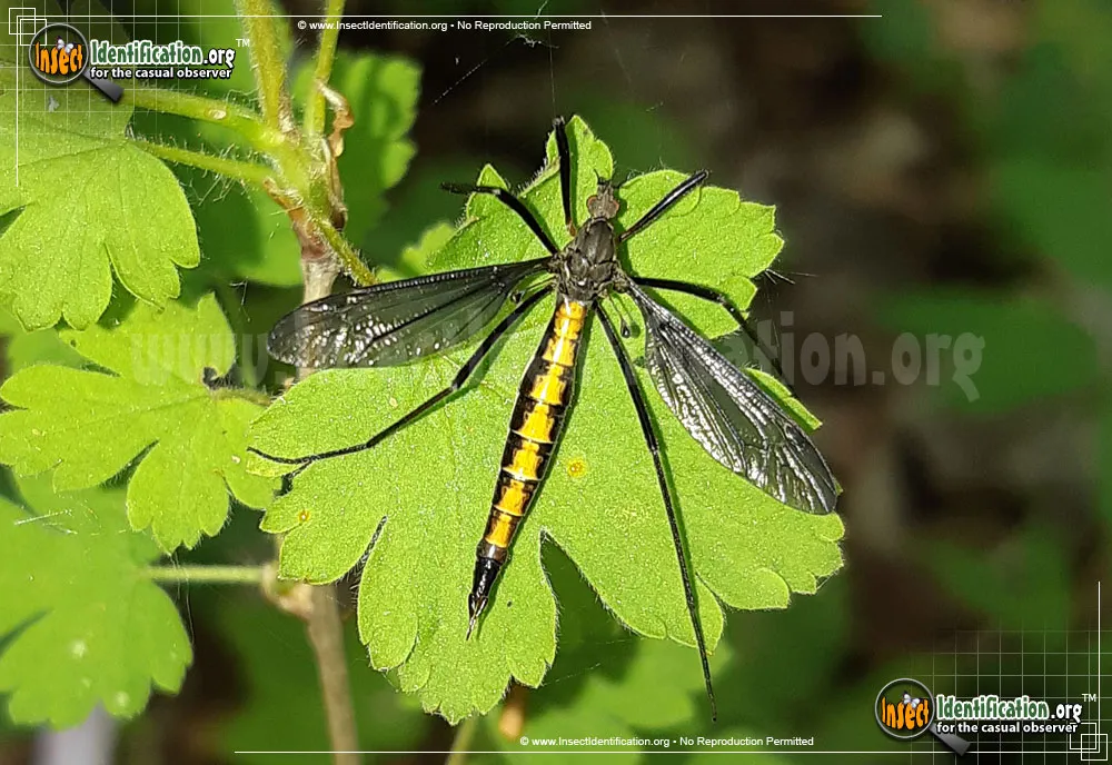 Crane Fly -Lunatipula sp. - Tipula subspecies lunatipula