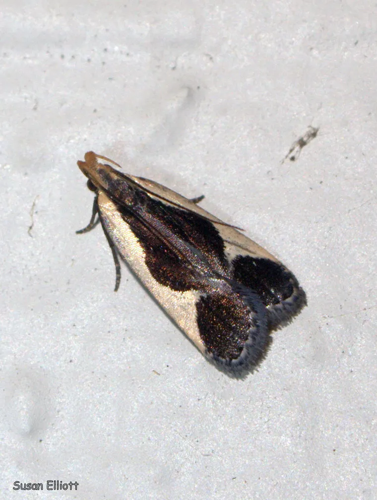 Cream-bordered Dichomeris - photo 3