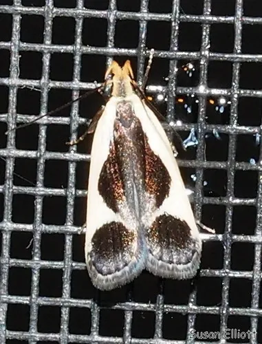 Cream-bordered Dichomeris - photo 5