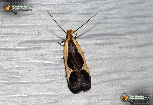 Cream-bordered Dichomeris - photo 8