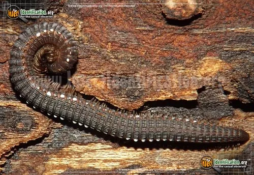 Crested Millipede - photo 2