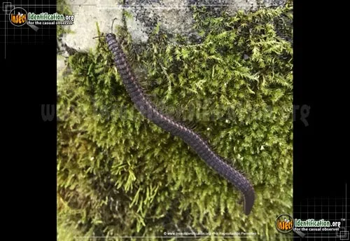 Crested Millipede - photo 4