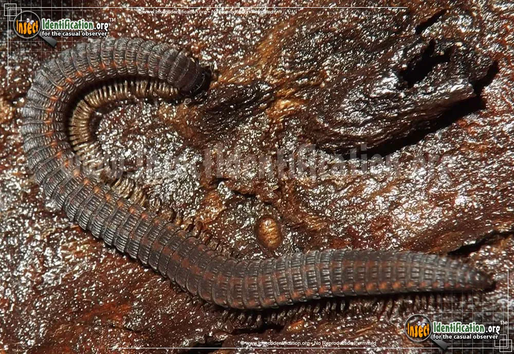 Crested Millipede - photo 5
