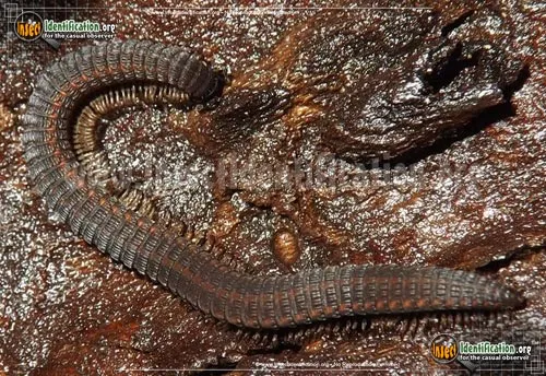 Crested Millipede - photo 6