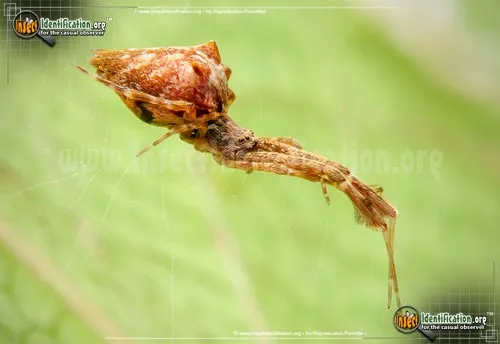 Cribellate Orb Weaver - photo 2