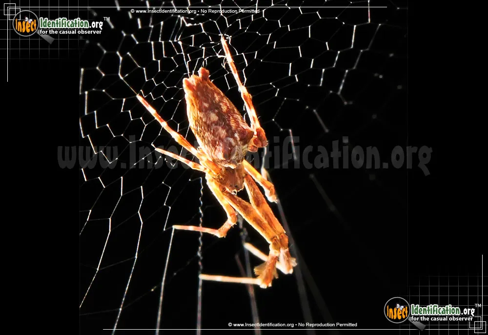Cribellate Orb Weaver - photo 3