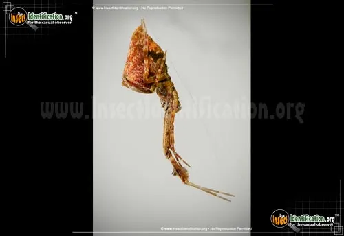 Cribellate Orb Weaver - photo 6