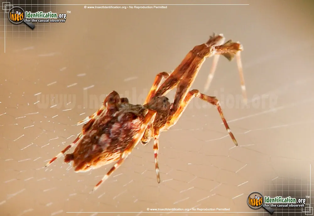 Cribellate Orb Weaver - photo 7