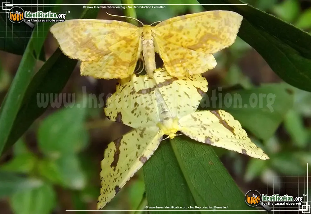 Crocus Geometer