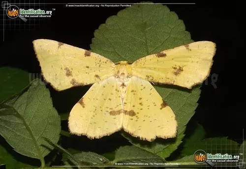 Crocus Geometer - photo 6