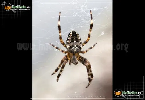 Cross Orbweaver - photo 2