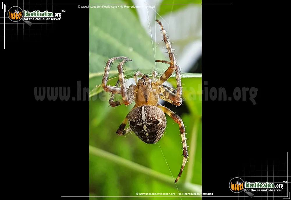 Cross Orbweaver - photo 3