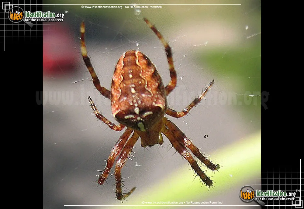 Cross Orbweaver - photo 4