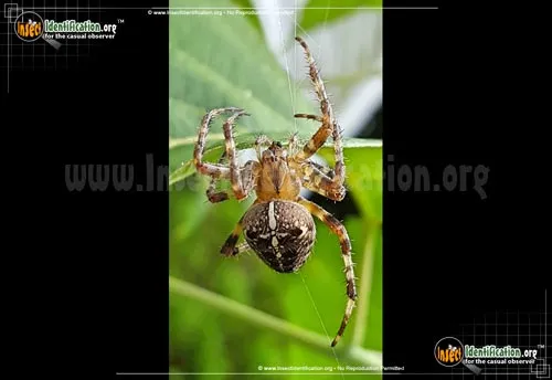 Cross Orbweaver - photo 5