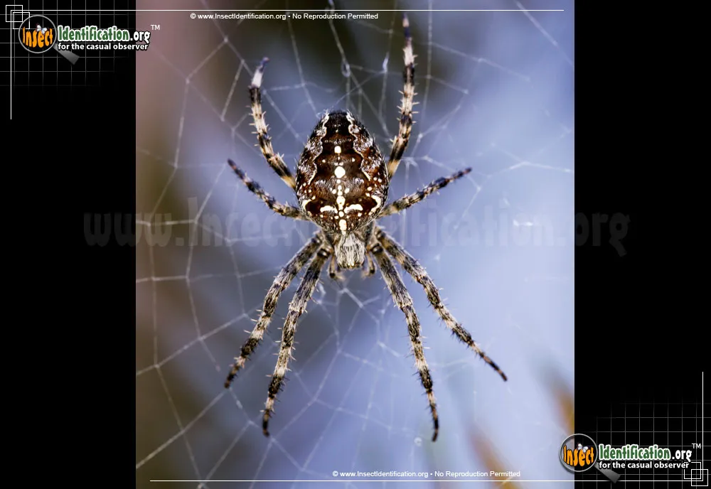 Cross Orbweaver - photo 6
