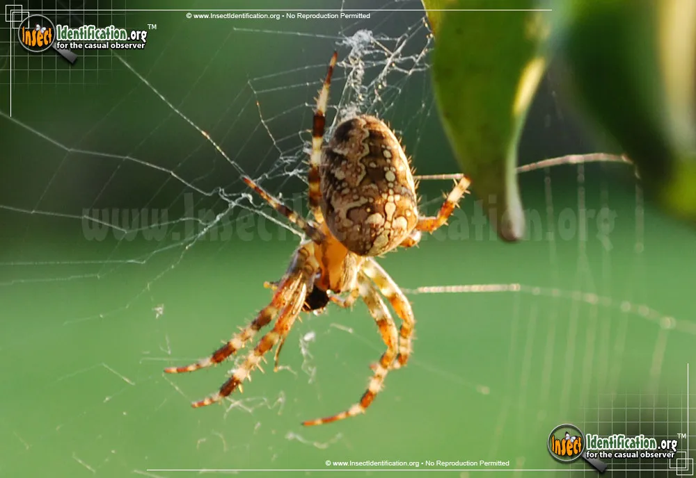 Cross Orbweaver - photo 7